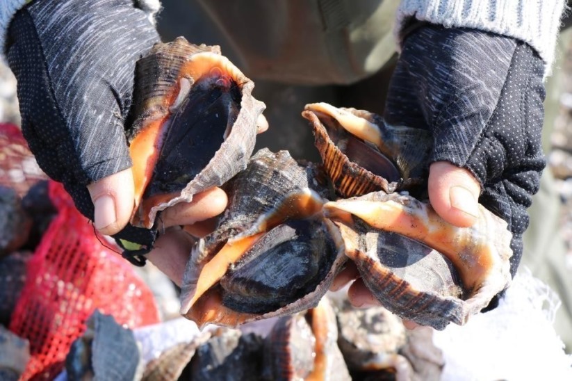 Samsun'da hayvansal ürün ihracatından milyonlarca döviz Türkiye ekonomisine girdi