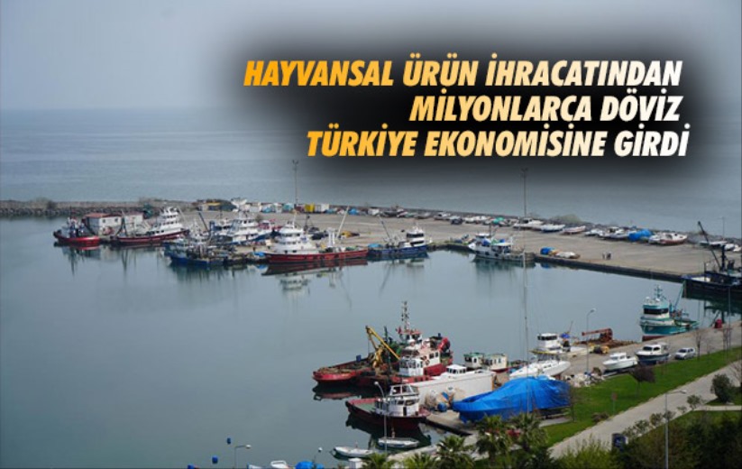 Samsun'da hayvansal ürün ihracatından milyonlarca döviz Türkiye ekonomisine girdi