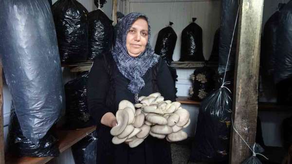 'Bebek gibi bakımlarını yapıyorum' diyen kadın 5 metrekare alanda mantar üretiyor