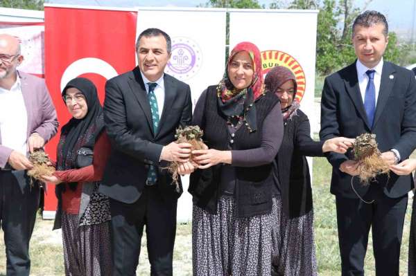 Burdur'da üretici kadınlara 60 bin çilek fidesi dağıtıldı