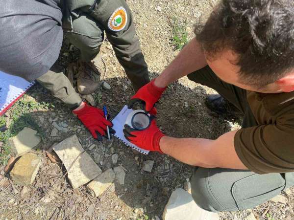 Karaçam ormanlarında çam kabuk böceği ile mücadele