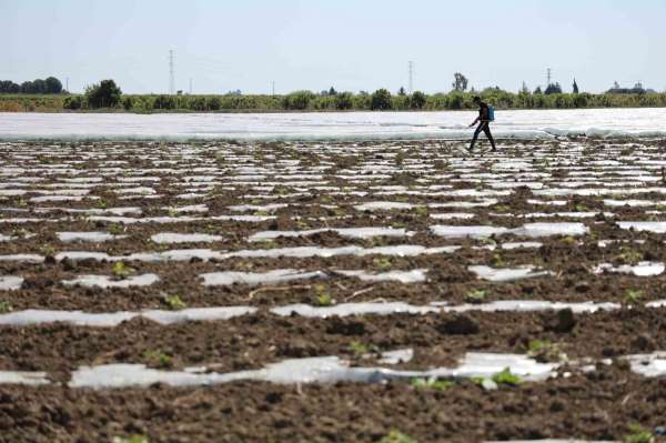 Karpuz üretiminin lideri Adana'da çiftçiler 10 lira fiyat bekliyor
