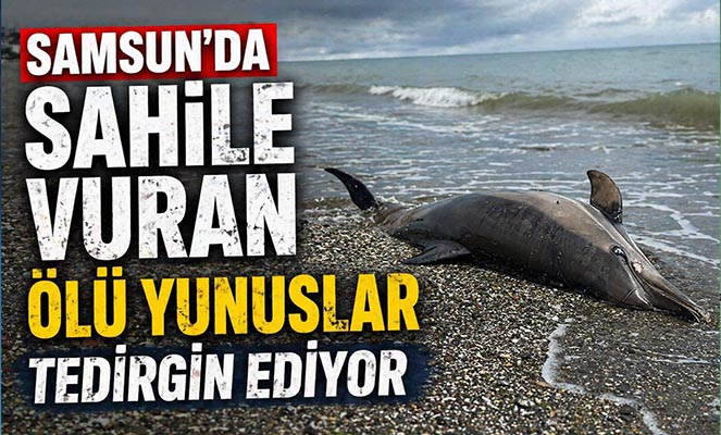 Sahile vuran ölü yunuslar tedirgin ediyor