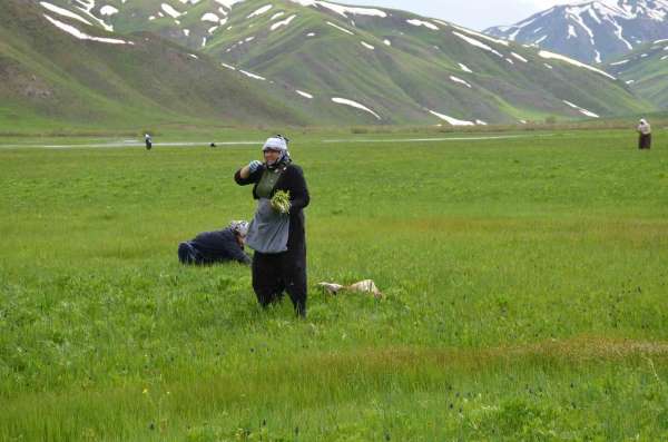 Şırnak'ta 'sirik' otu için 200 kilometre yol gidiyorlar