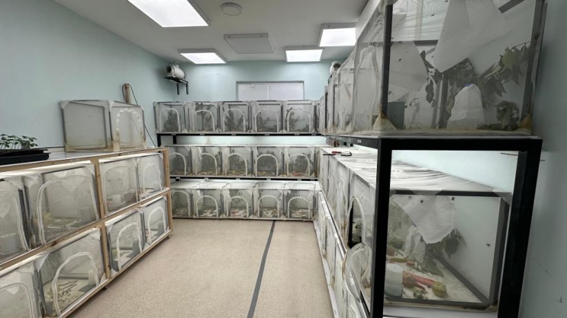 Kahverengi kokarcaya karşı biyolojik savaşta merkez Samsun: 750 bin 'samuray arısı' üretiliyor