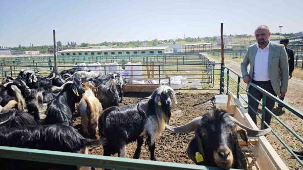 Malatya'da Kurban Pazarı hareketlendi ancak satışlar durgun
