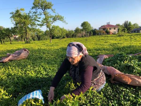 Özel sektör çay alımında ÇAYKUR'u solladı