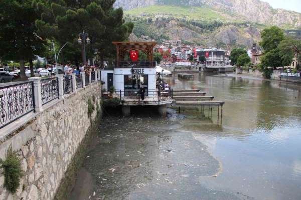 Amasya'da Yeşilırmak Nehri'nde balık ölümleri: Balık tutanlar 'zehirli olabilir' diye uyarıldı