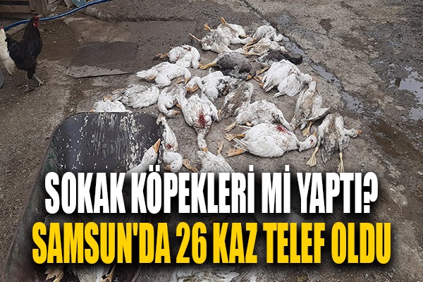 Samsun'da 26 kaz telef oldu