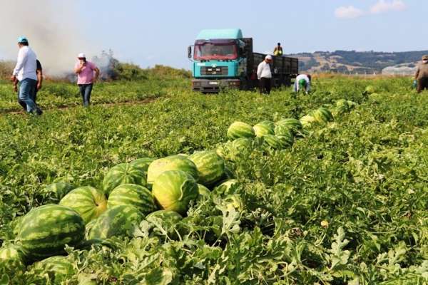 Karpuz üreticisi fiyattan memnun 