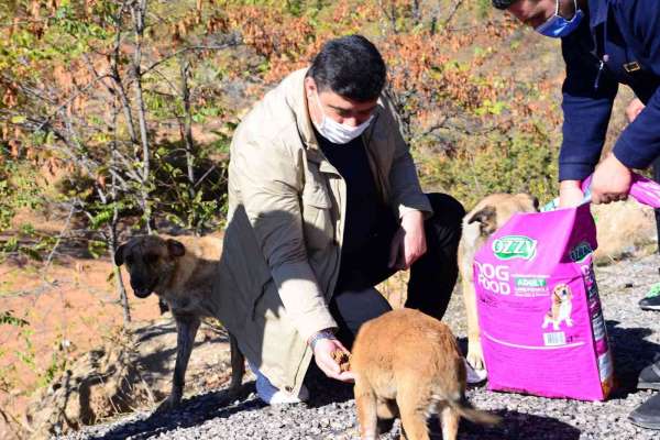 Kahramankazan Belediye Başkanı Oğuz'dan sokak hayvanları için 'bir kap su' çağrısı