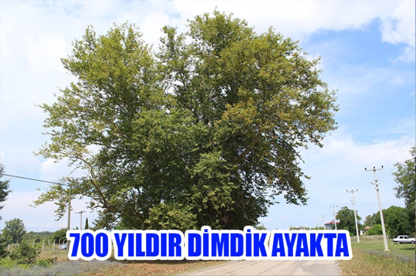 700 yıldır dimdik ayakta