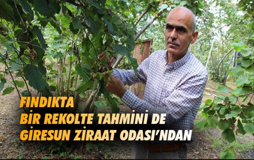 Fındıkta bir rekolte tahmini de Giresun Ziraat Odası'ndan