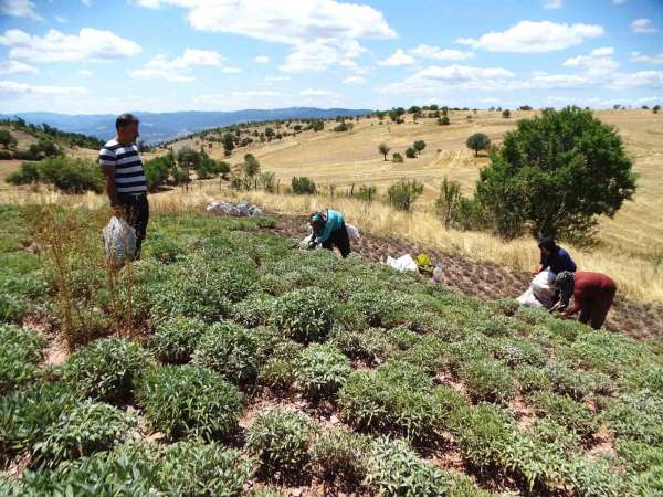 Kütahya'nın üretim merkezi olan Karsaban köyünde adaçayı hasadı başladı