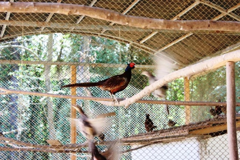 Samsun'da 3 yılda 20 bin sülün doğaya salındı