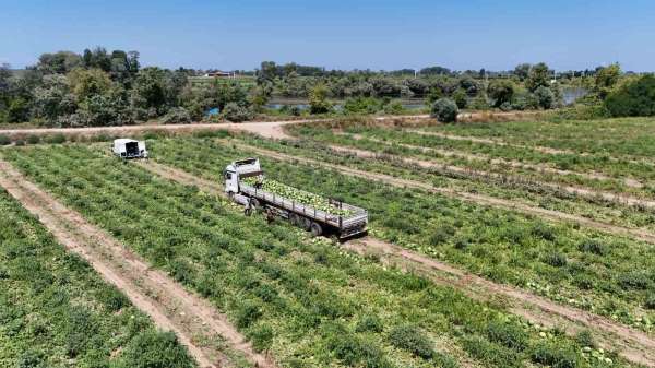 Bafra Ovası'nda kavun ve karpuz hasadı hız kazandı