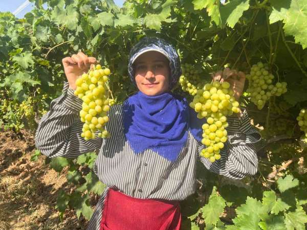 Buldan'ın meşhur üzümü Avrupa ve Arap ülkelerinden talep alıyor