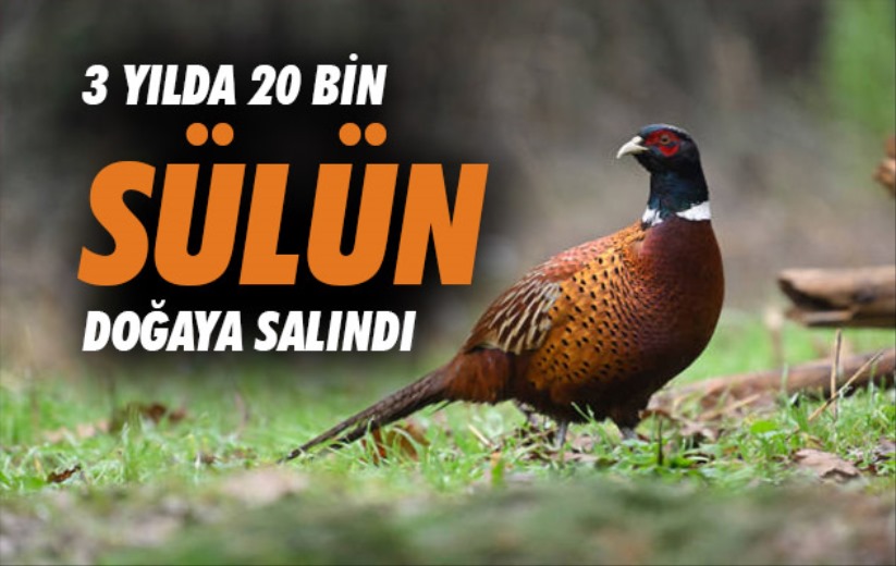 Samsun'da 3 yılda 20 bin sülün doğaya salındı