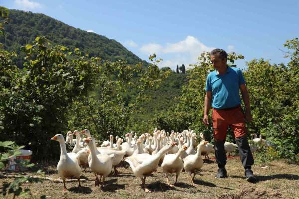 Ordu'da 'alım garantili' kaz yetiştiriciliği yaygınlaşıyor