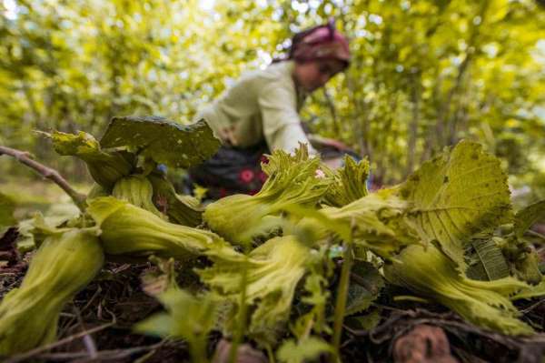 Ordu'da fındık toplamaya rekor başvuru