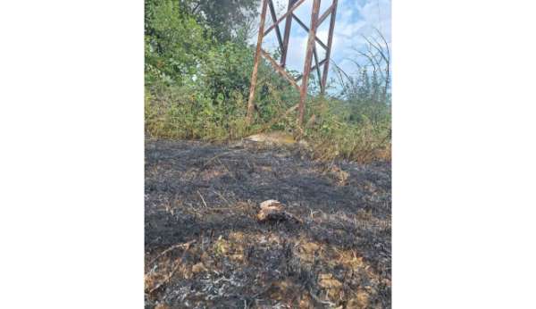 Sinop'ta yüksek gerilim hattına konan kuş yangına neden oldu