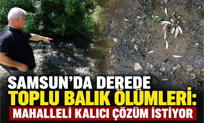 Samsun'da derede toplu balık ölümleri: Mahalleli kalıcı çözüm istiyor
