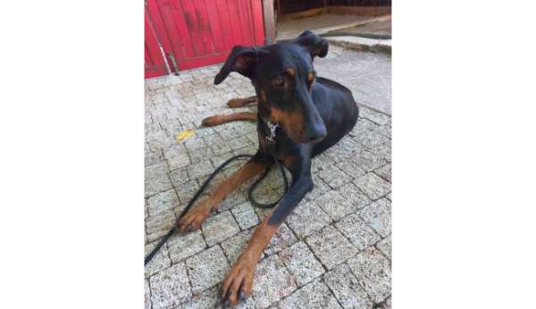 Kayıp ekonomist Korhan Berzeg'in köpeği köye geri döndü