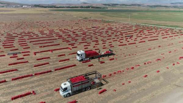 430 bin ton üretildi, Amasya'da soğan tarlada bir aydır 6 TL