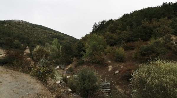 Muratdere köyüne 'bal ormanı tesisi' yapılacak 