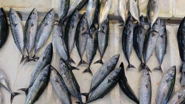 Mutlu: 'Karadeniz'de son 15 yılda palamut avı yüzde 50 azaldı' 