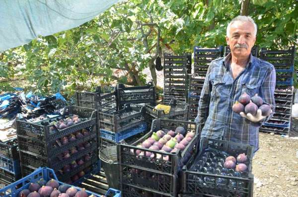 Antalya'da Bursa siyah incir hasadı tamamlandı