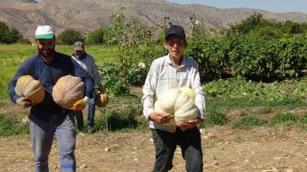 Gercüş'te bal kabağı hasadı başladı