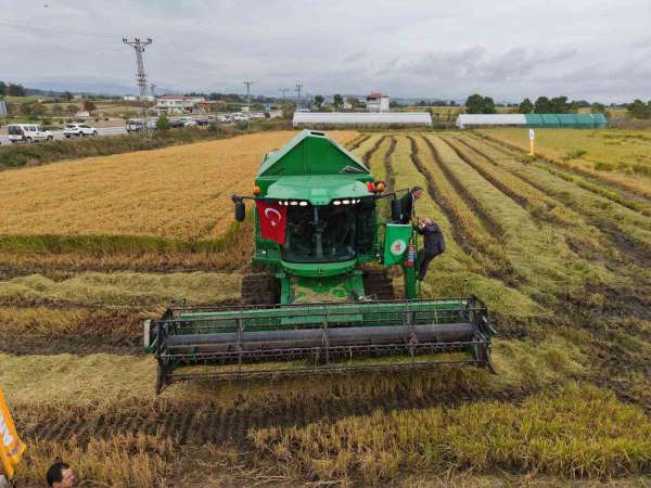 Bafra Ovası'nda çeltik hasadı başladı