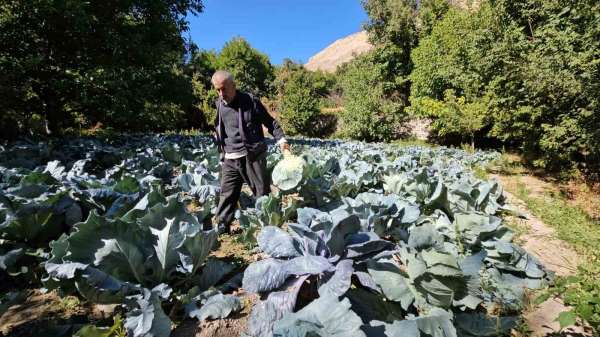 Malatya'da Gökyar lahanasında hasat zamanı