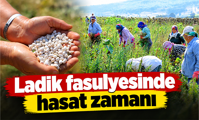Ladik fasulyesinde hasat zamanı