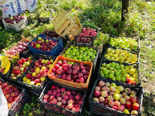 Tatvan'da elma hasadı