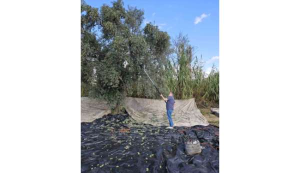 Aydın'da yağışların ardından zeytin hasadı başladı
