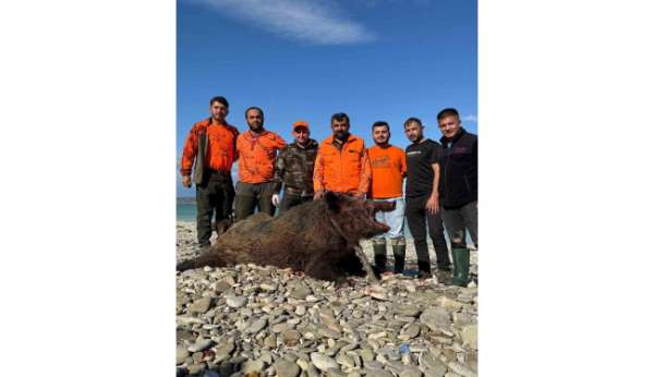 Sinop'ta avcılar 300 kiloluk domuz avladı