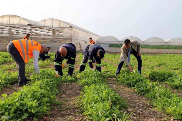 Akdeniz'de toprakla buluşturulan maralfalfa bitkisi çelikleri yeşerdi