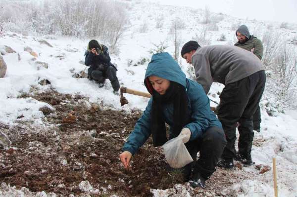 'Yitik Türk lalesi' gurbetten Amasya'ya 45 bin tohumla döndü