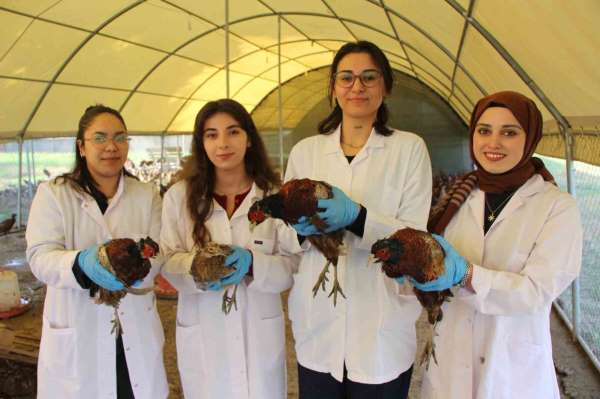 Amasya'da üniversiteliler sülün yetiştiriyor