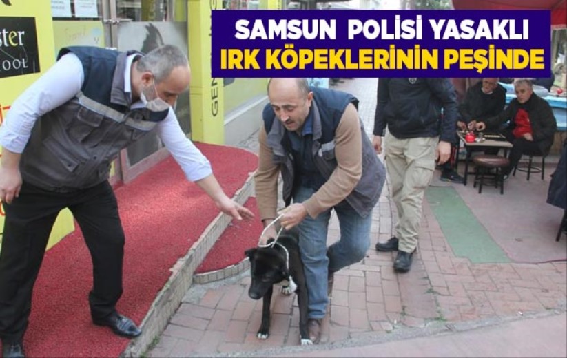 Samsun polisi yasaklı ırk köpeklerinin peşinde