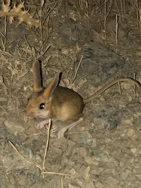 Tunceli'de kanguru faresi görüntülendi 