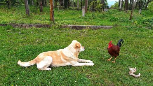 Horoz ile köpeğin kavgasında horoz galip geldi 