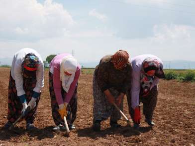 Elbistan'da tarım işçilerinin yevmiyesi 58 TL oldu 