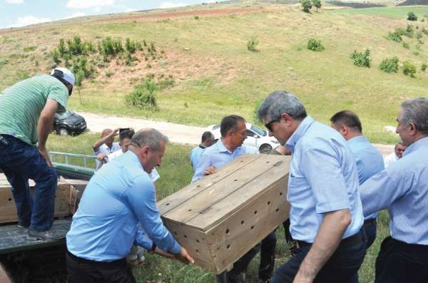 Sungurlu'da doğaya 200 keklik salındı