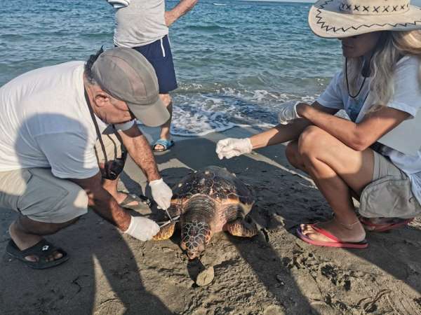 Kuşadası'nda 1 yunus ve 3 caretta ceratta sahile vurdu