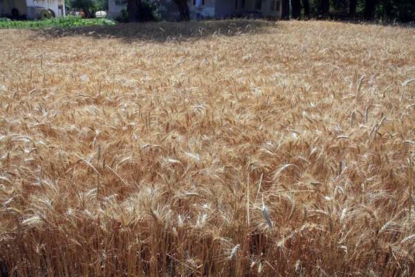 Buğdayda kullanılan mikoriza mantarı ile verim yüzde 20 arttı