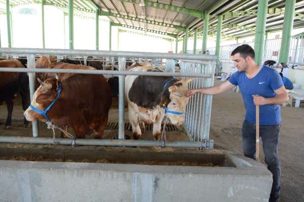 Kurbanlıklar, İzmit Modern Hayvan Pazarına indi 