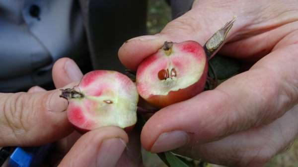 Posof'un içi dışı kırmızı elması tescillendi